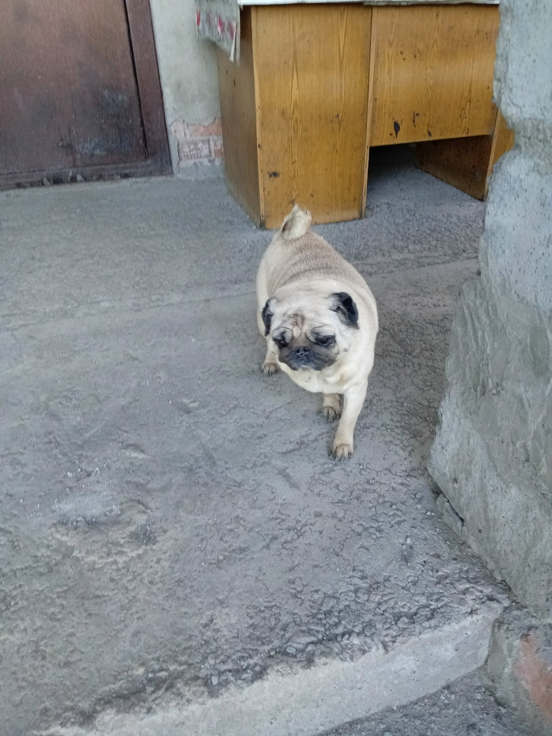 Найдена собака в Нижнем Тагиле — фото объявления