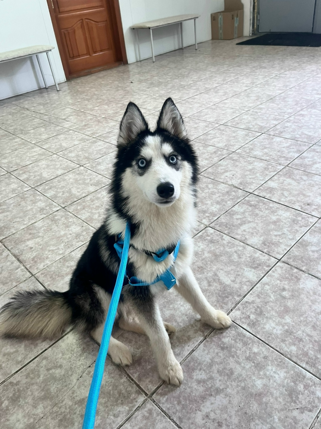 Найдена собака в Нижнем Тагиле — фото объявления