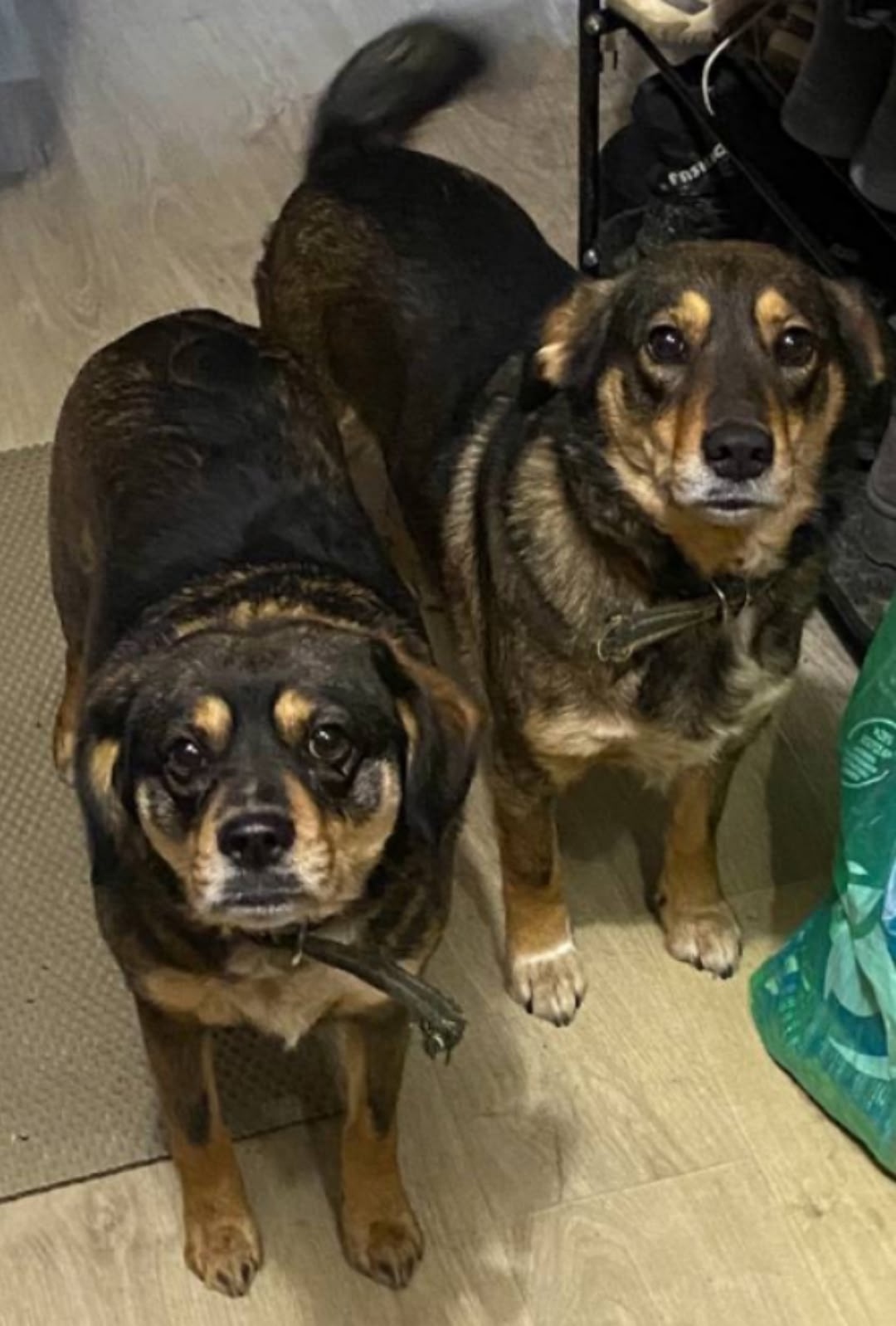 Найдена собака в Нижнем Тагиле — фото объявления