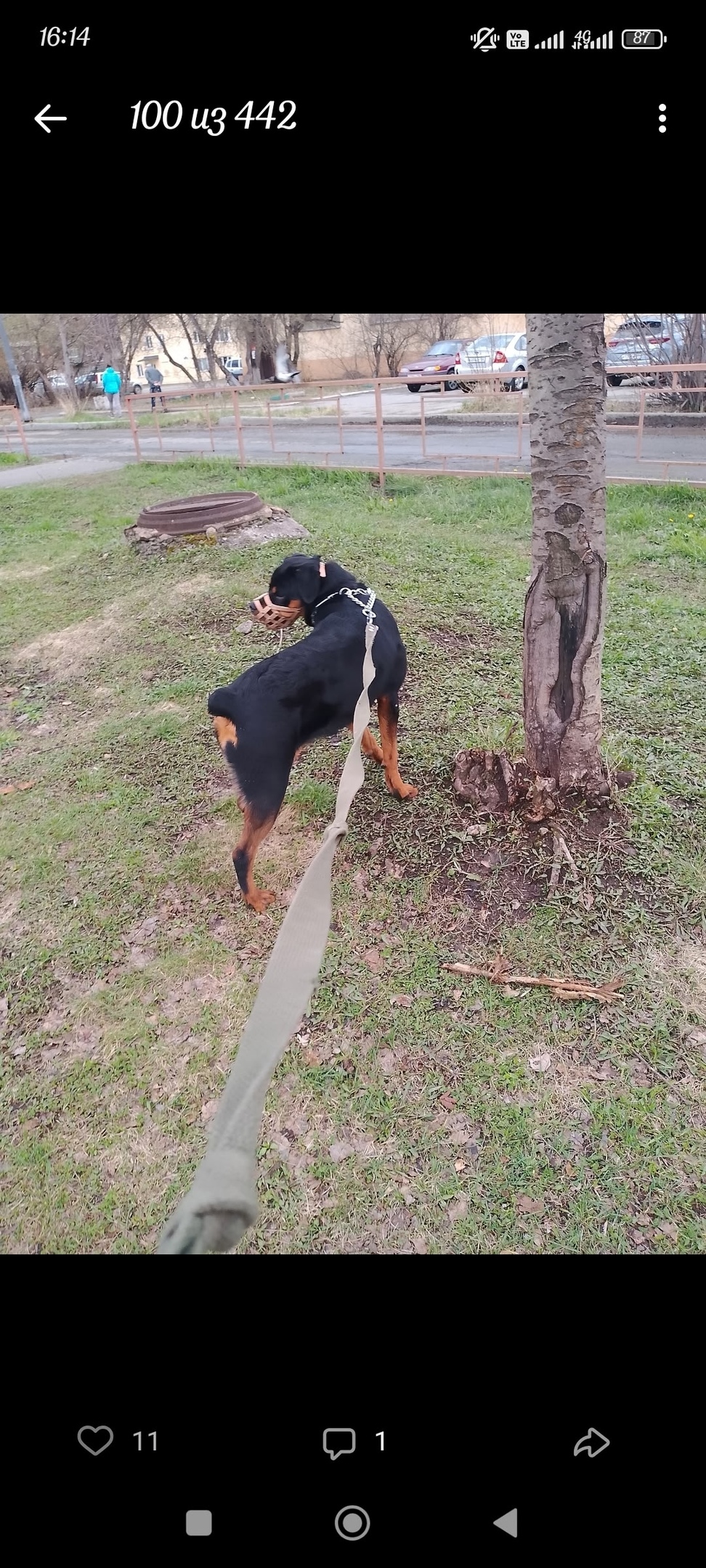 Пропала собака в Нижнем Тагиле — фото объявления