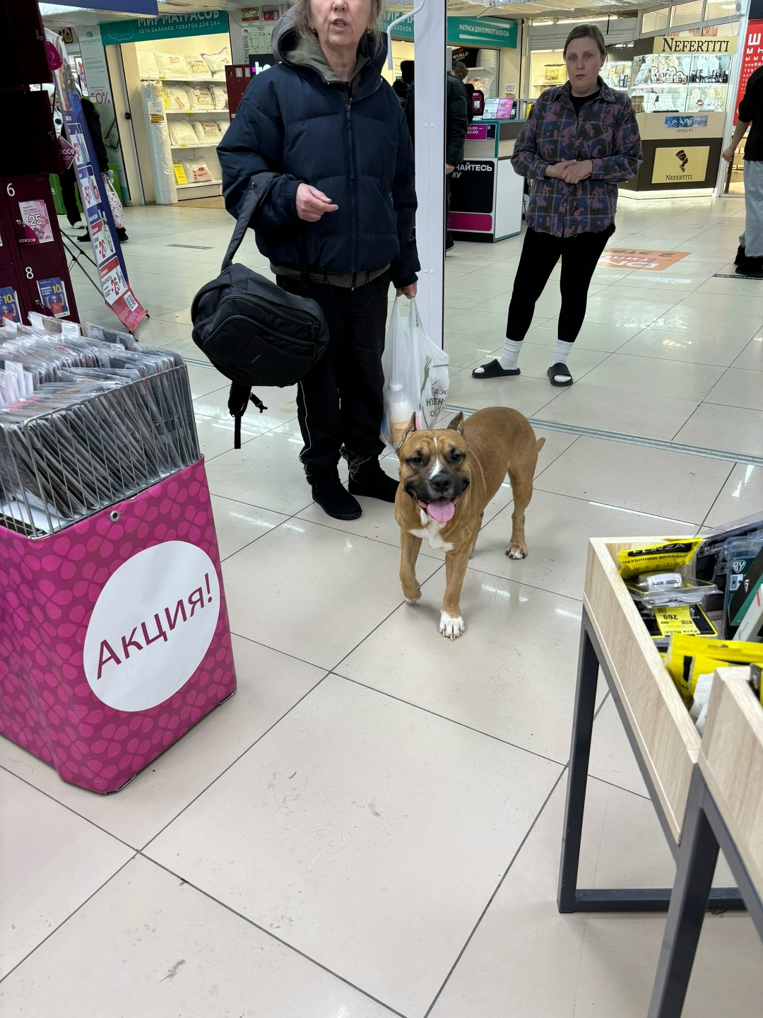 Пропала собака в Нижнем Тагиле — фото объявления