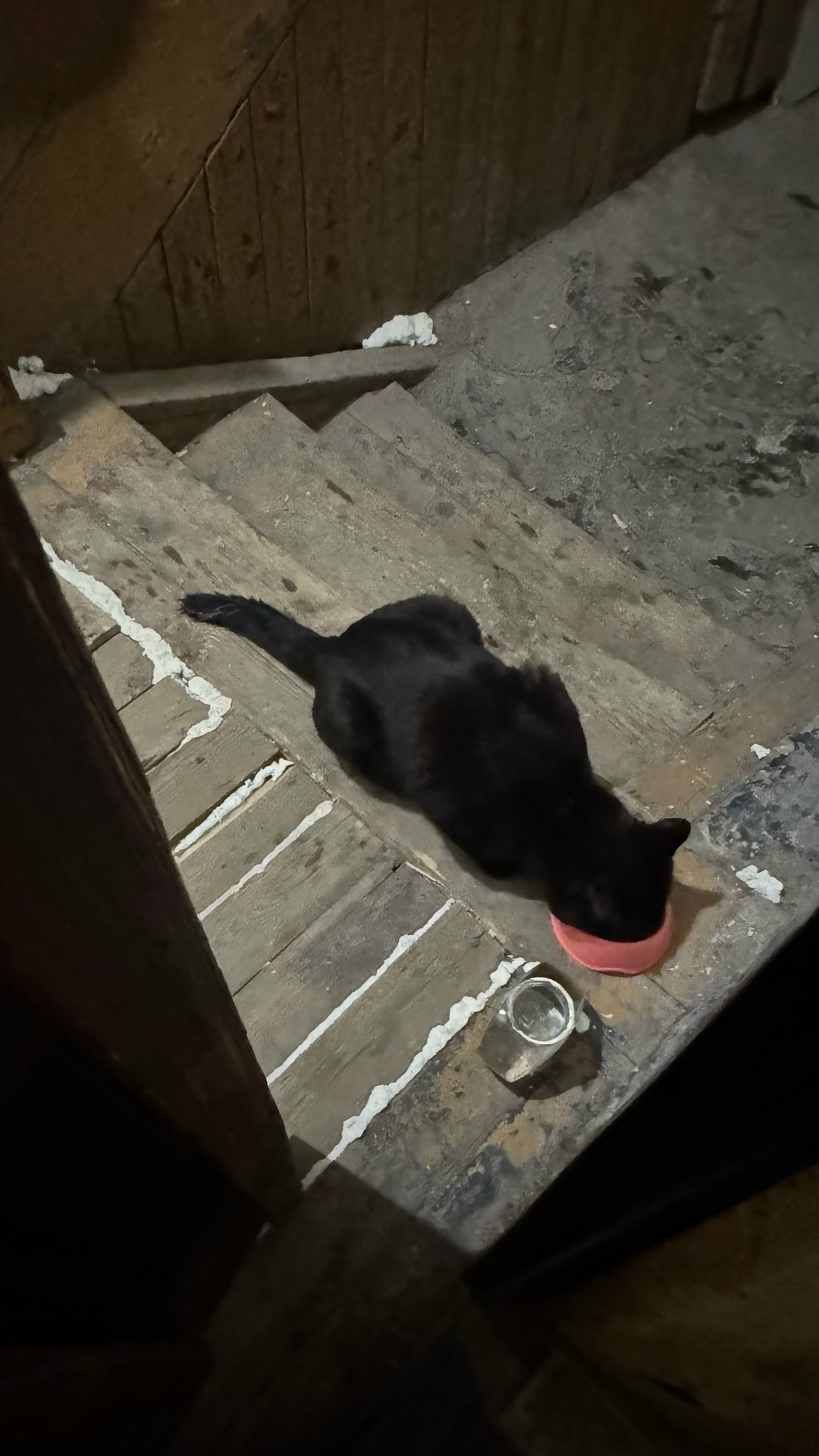 Пропала кошка в Нижнем Тагиле — фото объявления