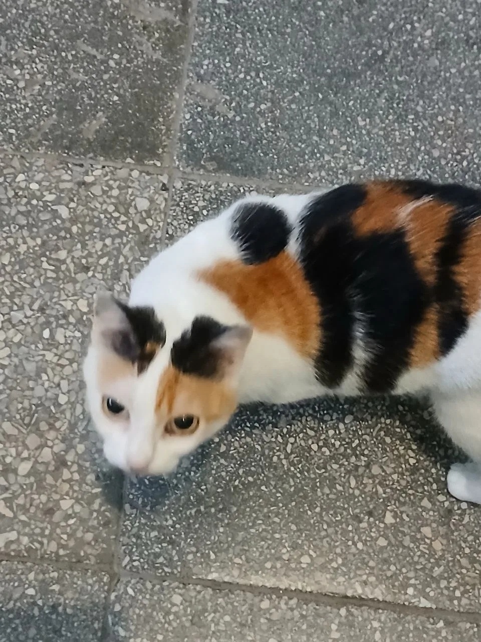 Найдена кошка в Нижнем Тагиле — фото объявления