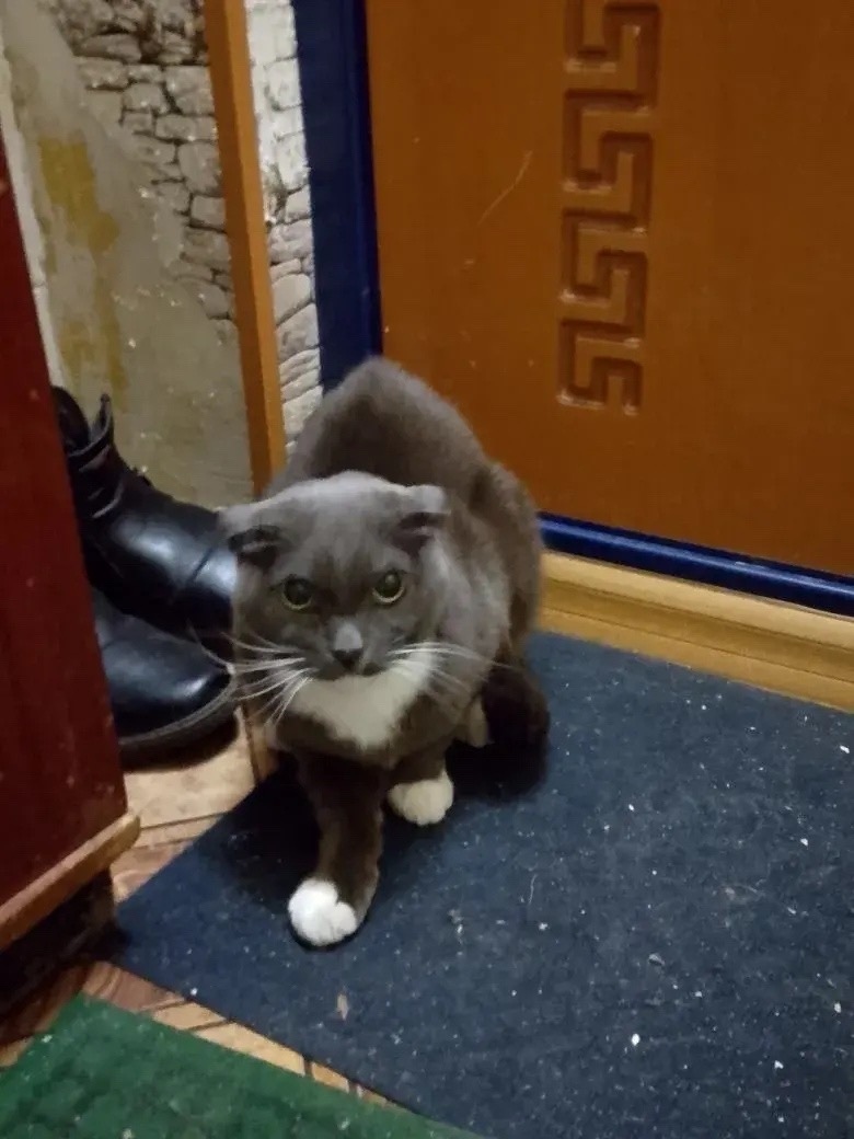 Найдена кошка в Нижнем Тагиле — фото объявления