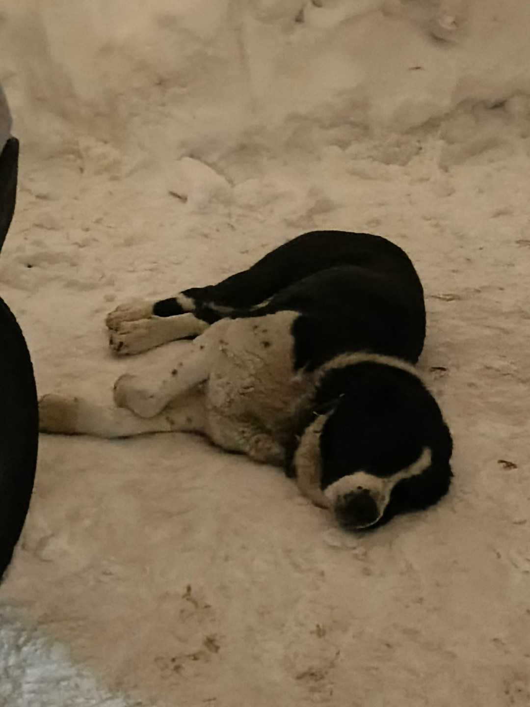 Пропала собака в Нижнем Тагиле — фото объявления