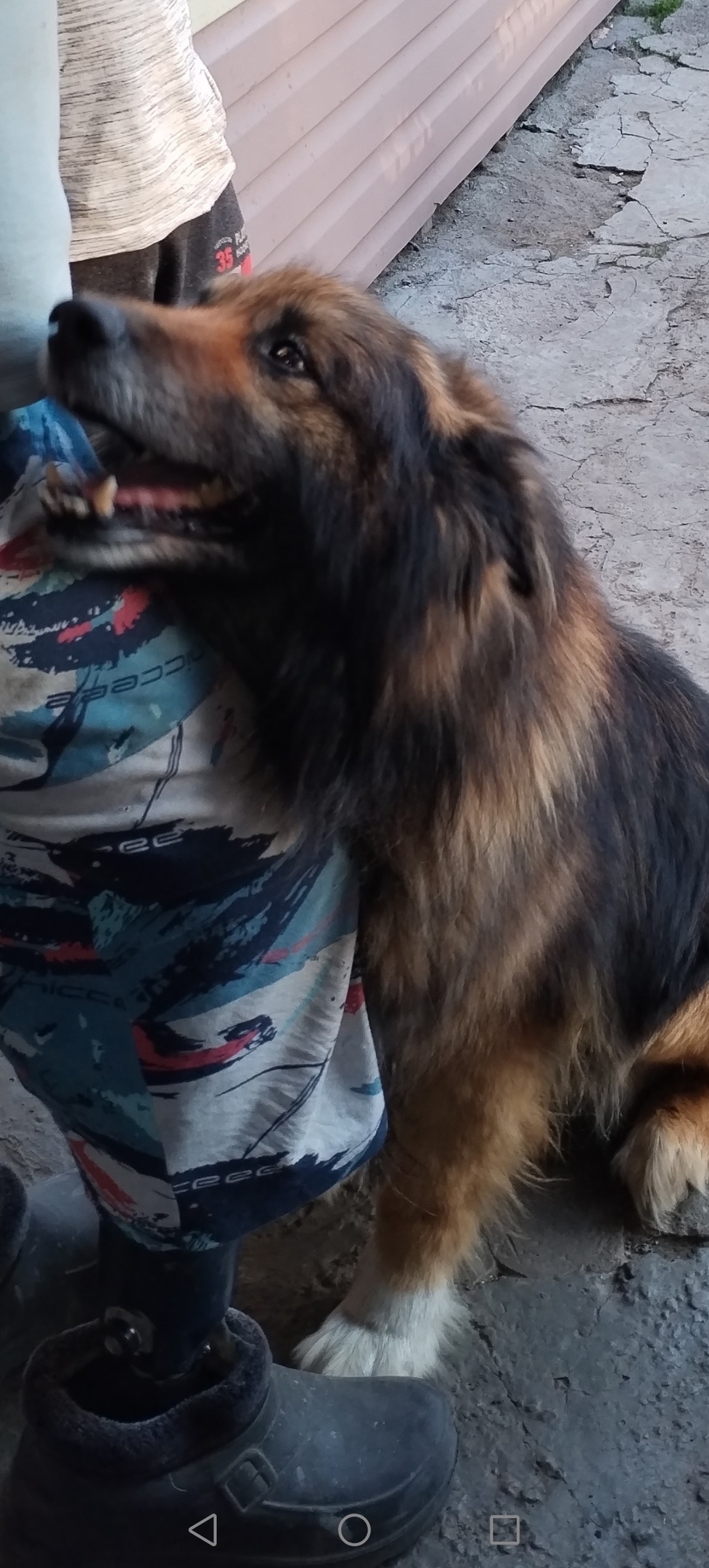 Пропала собака в Нижнем Тагиле — фото объявления