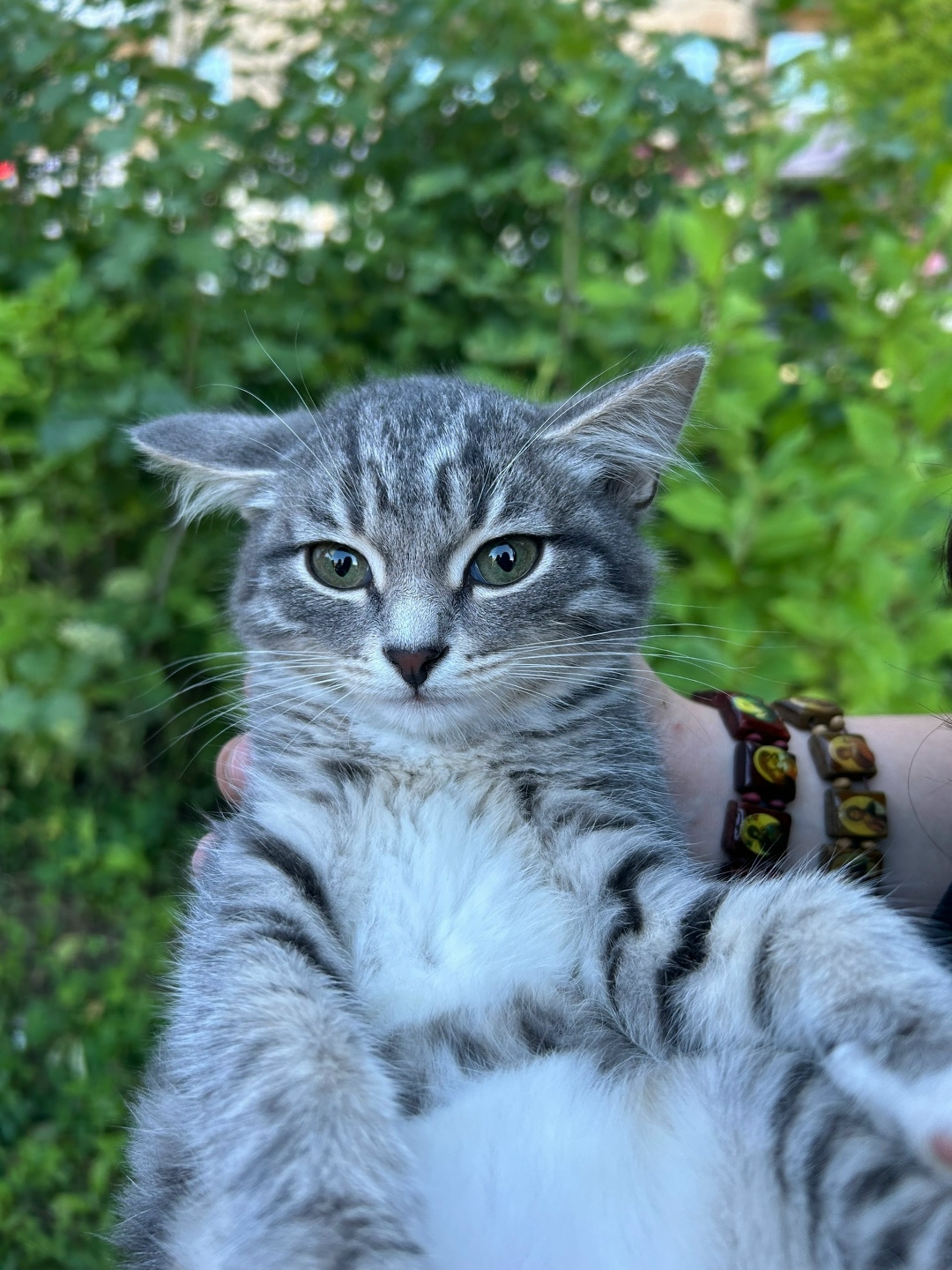 Найдена кошка в Нижнем Тагиле — фото объявления