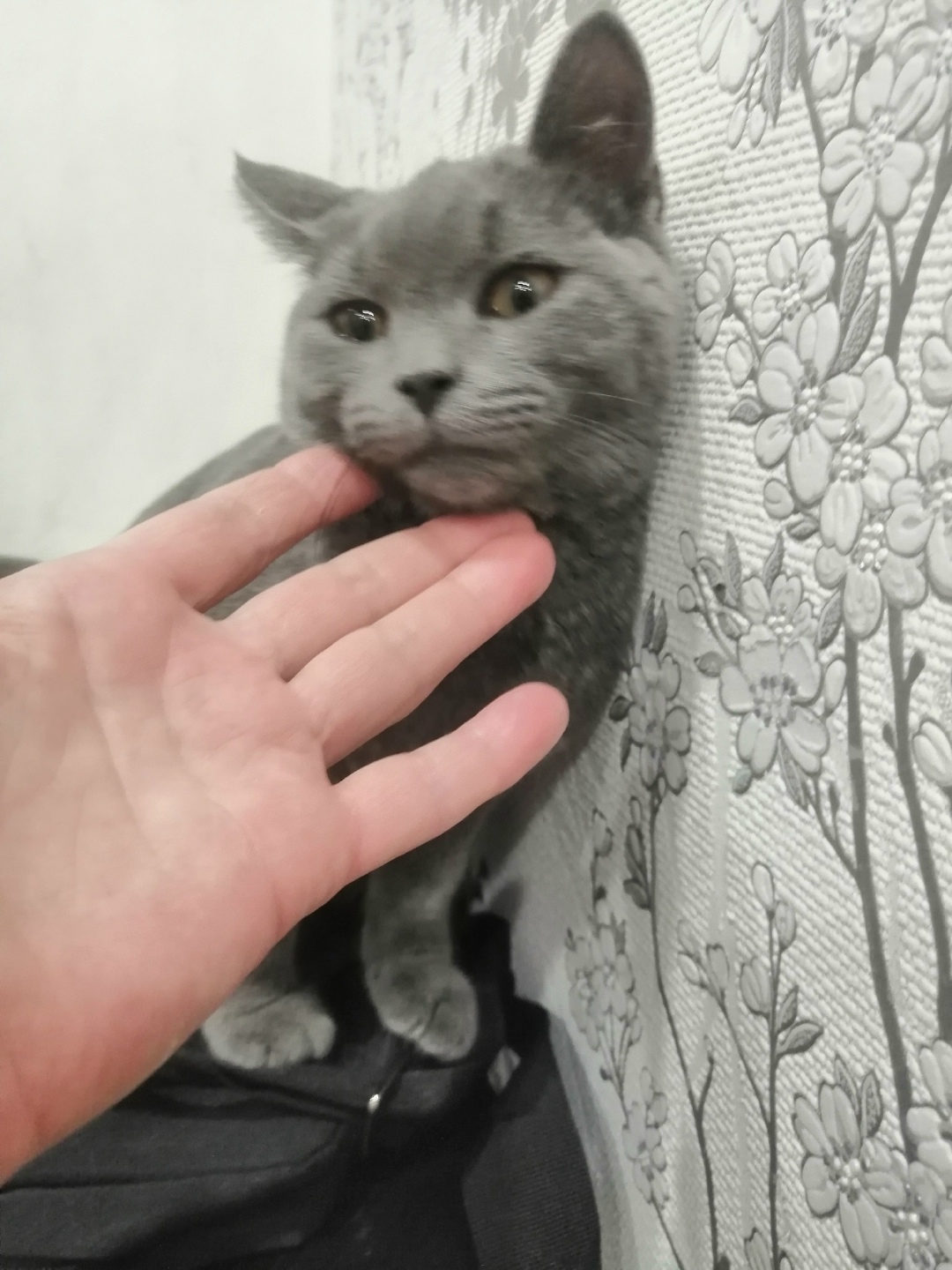 Найдена собака в Нижнем Тагиле — фото объявления