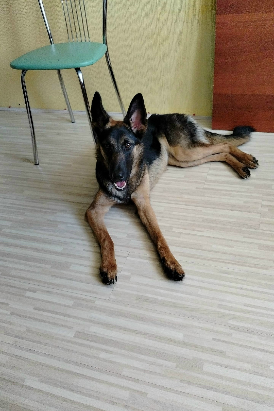 Найдена собака в Нижнем Тагиле — фото объявления