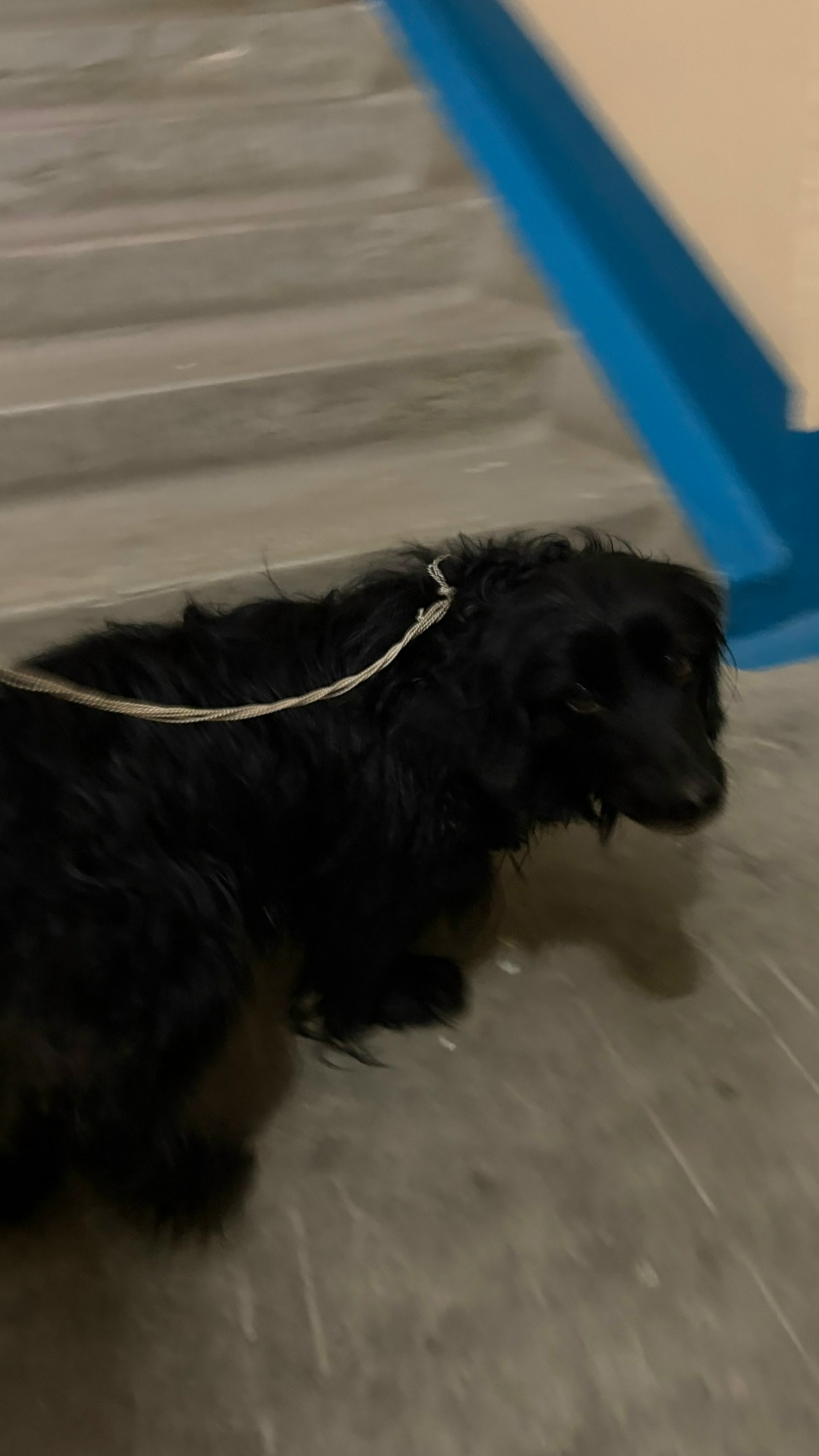 Найдена собака в Нижнем Тагиле — фото объявления