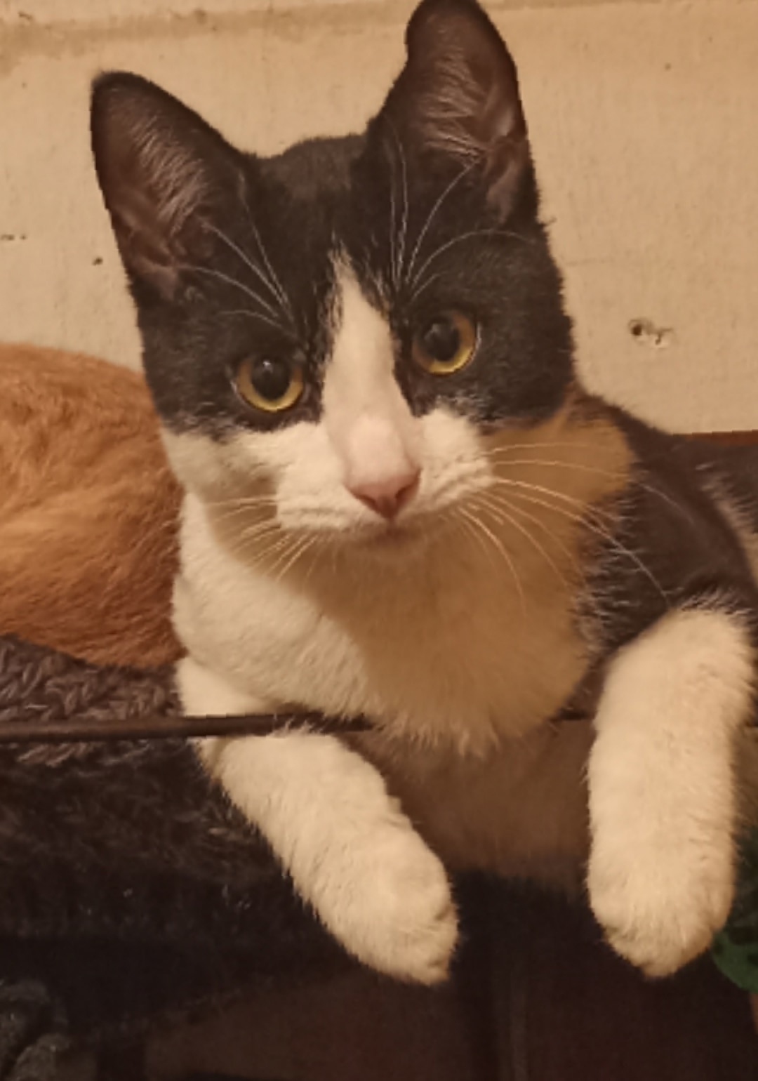 Пропала кошка в Нижнем Тагиле — фото объявления