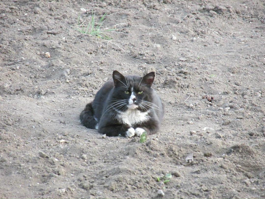 Пропала кошка в Нижнем Тагиле — фото объявления