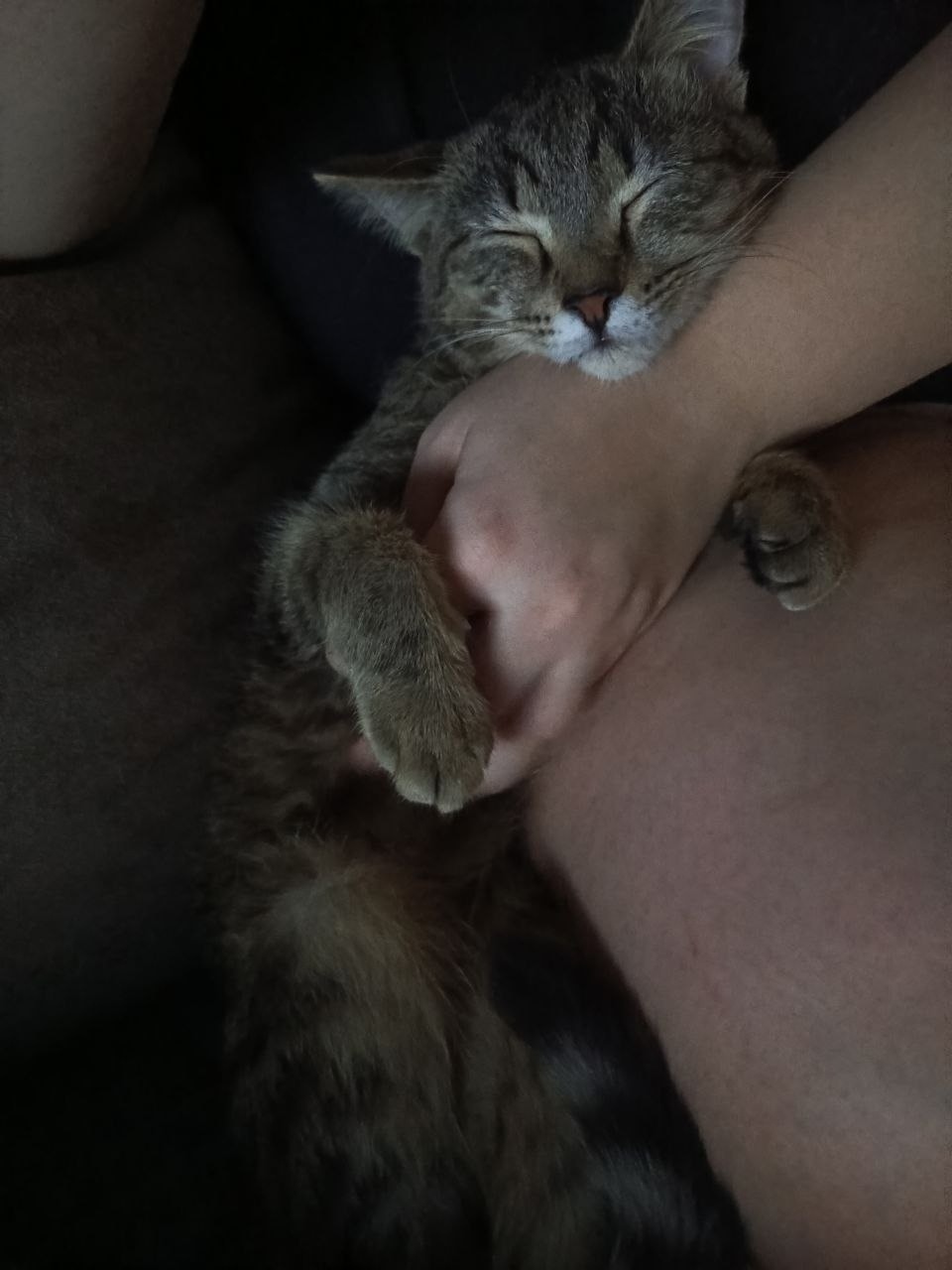 Пропала кошка в Нижнем Тагиле — фото объявления