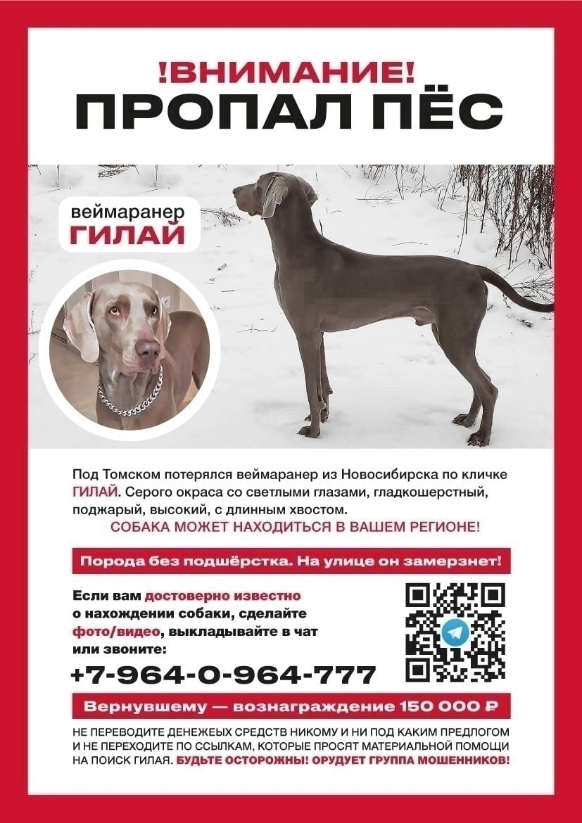 Найдена собака в Нижнем Тагиле — фото объявления