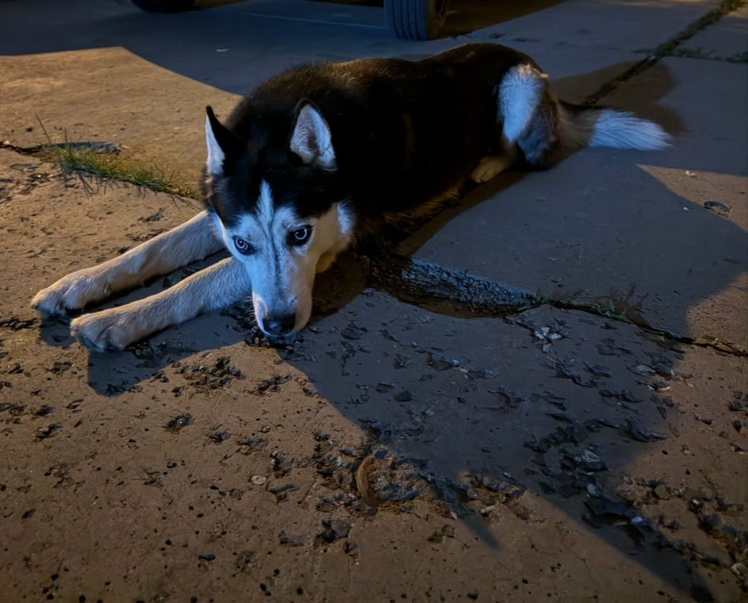 Пропала собака в Нижнем Тагиле — фото объявления
