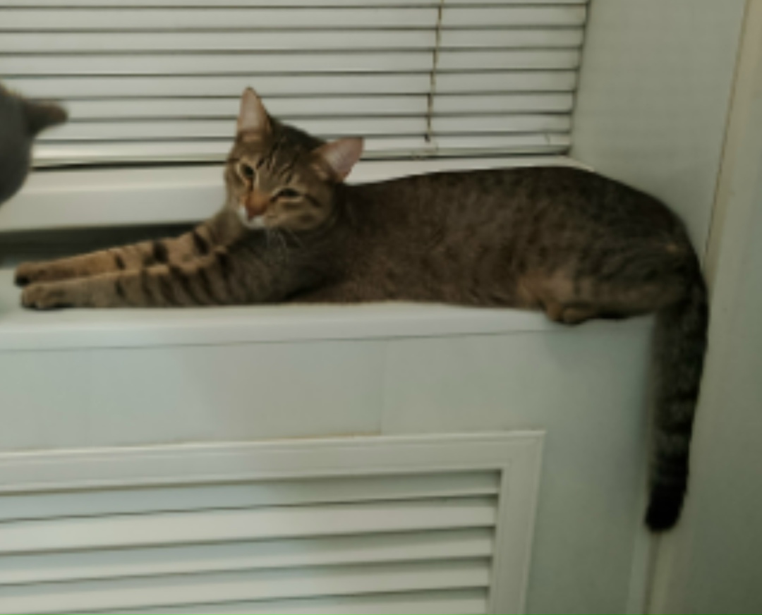 Найдена кошка в Нижнем Тагиле — фото объявления