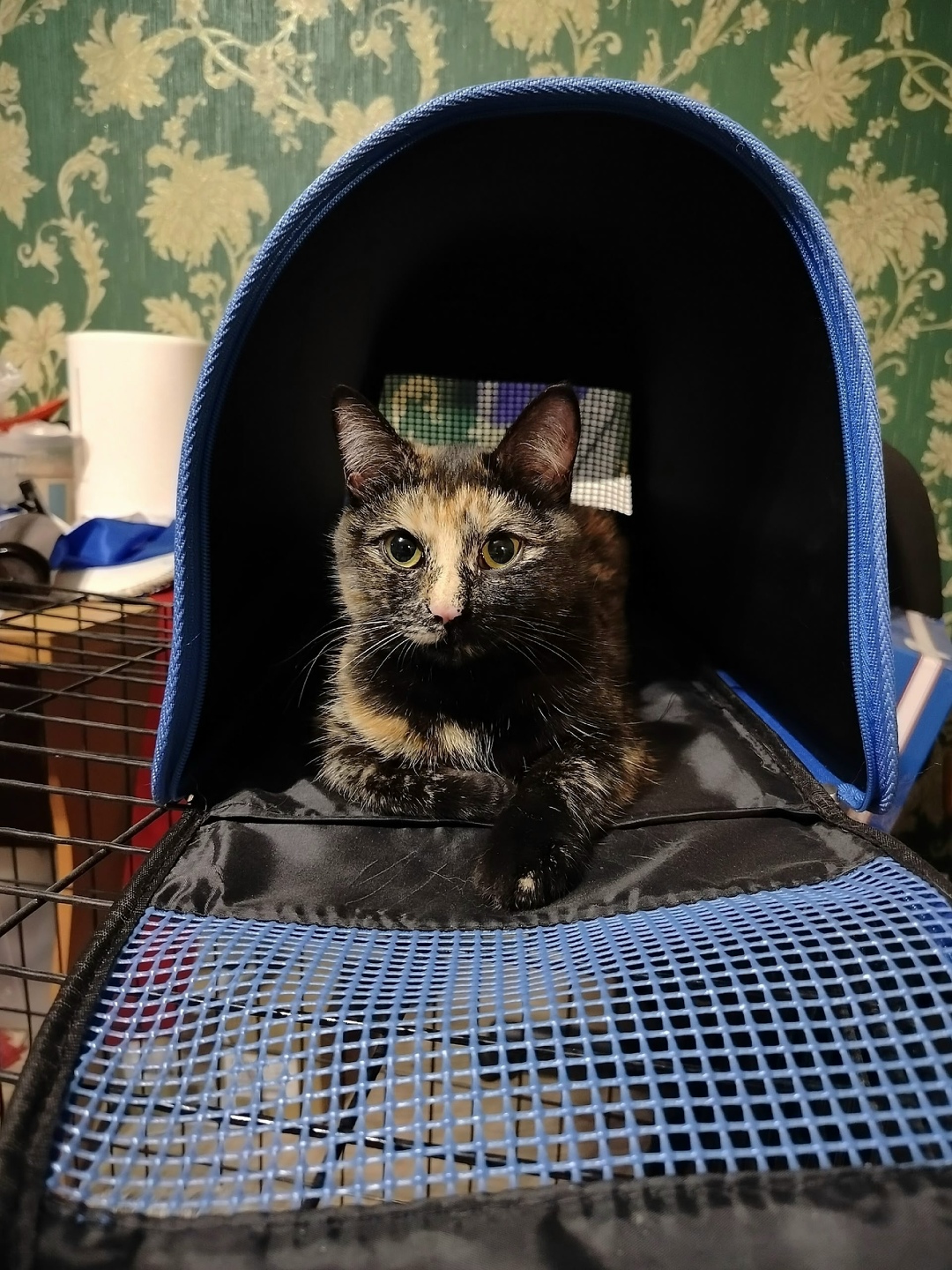 Пропала кошка в Нижнем Тагиле — фото объявления