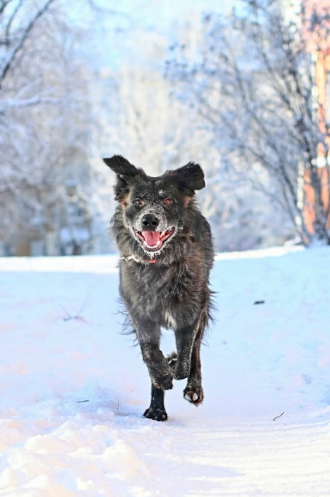 Пропала собака в Нижнем Тагиле — фото объявления