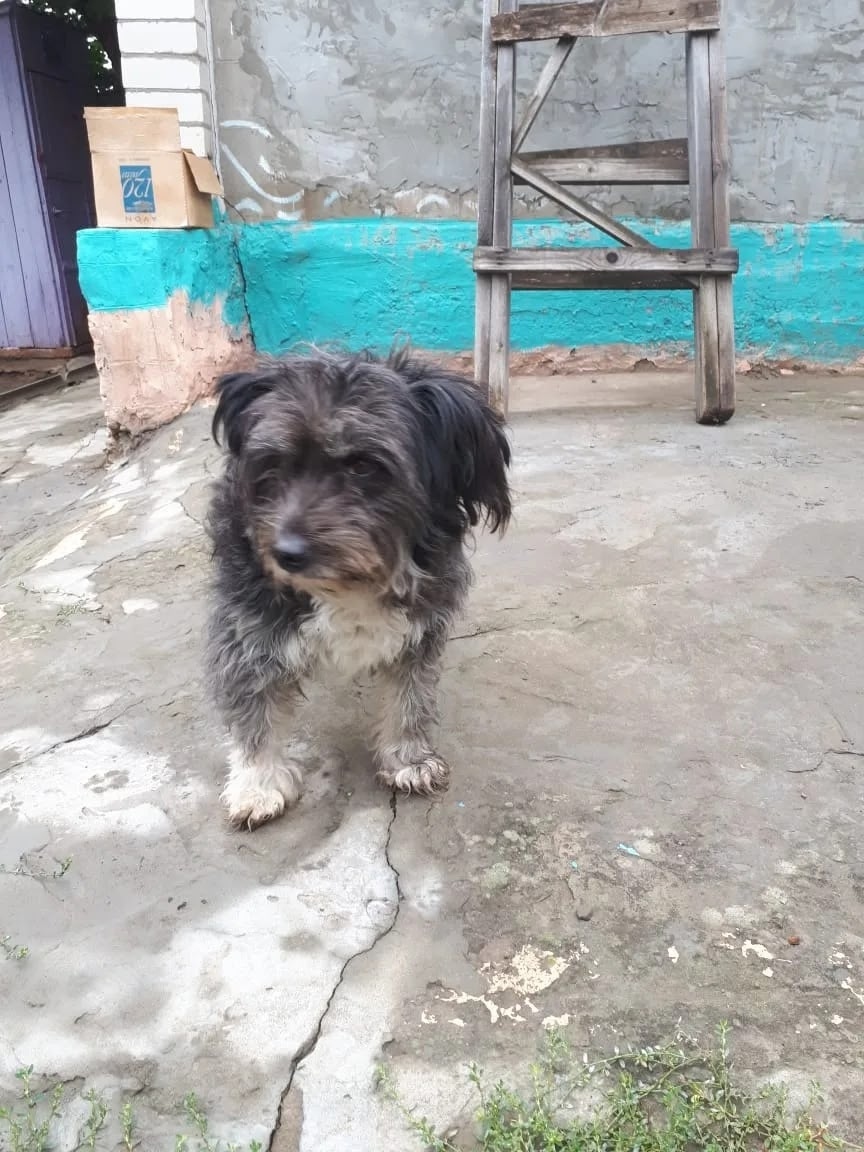 Найдена собака в Нижнем Тагиле — фото объявления