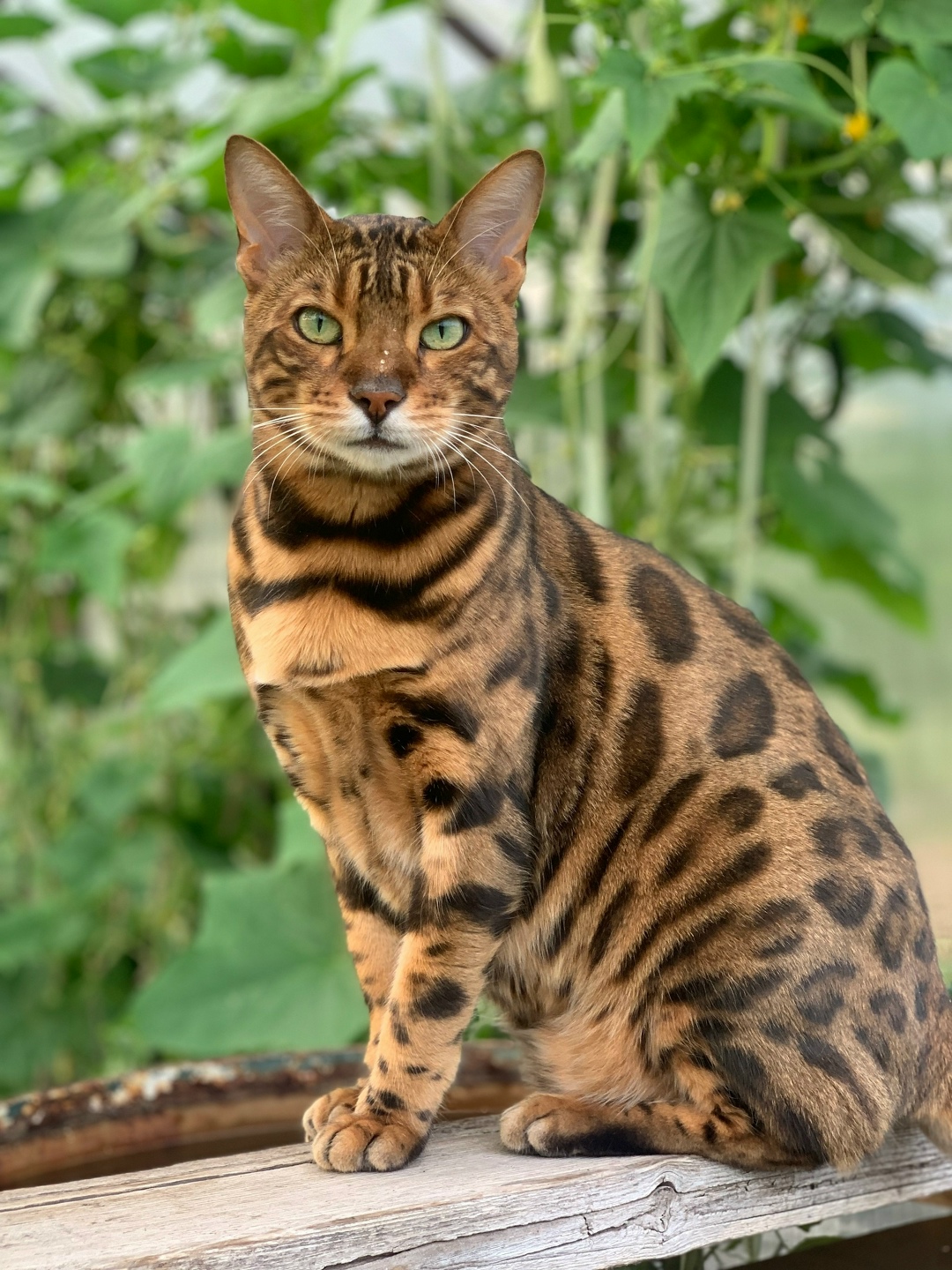 Пропала кошка в Нижнем Тагиле — фото объявления