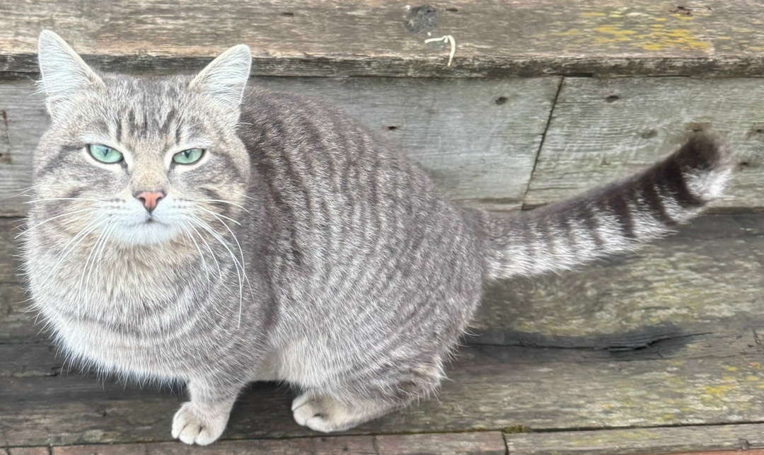 Найдена кошка в Нижнем Тагиле — фото объявления