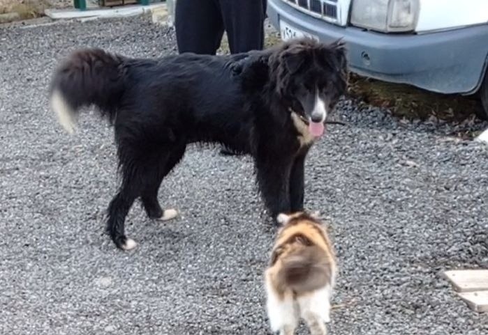 Пропала собака в Нижнем Тагиле — фото объявления