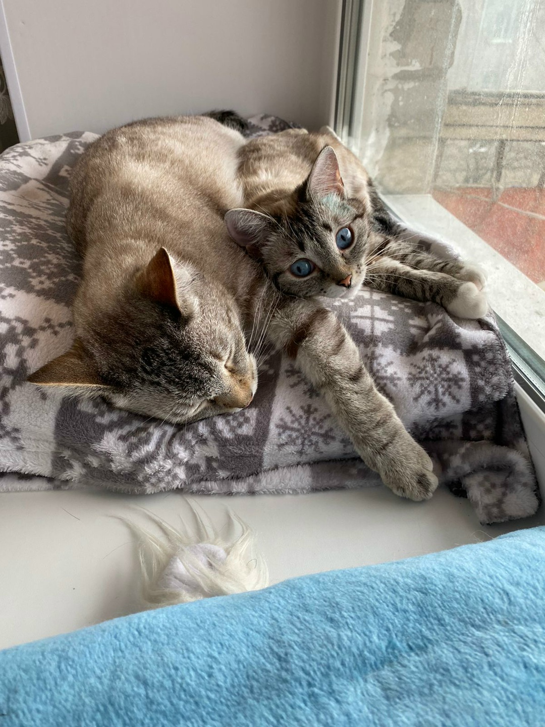 Пропала кошка в Нижнем Тагиле — фото объявления