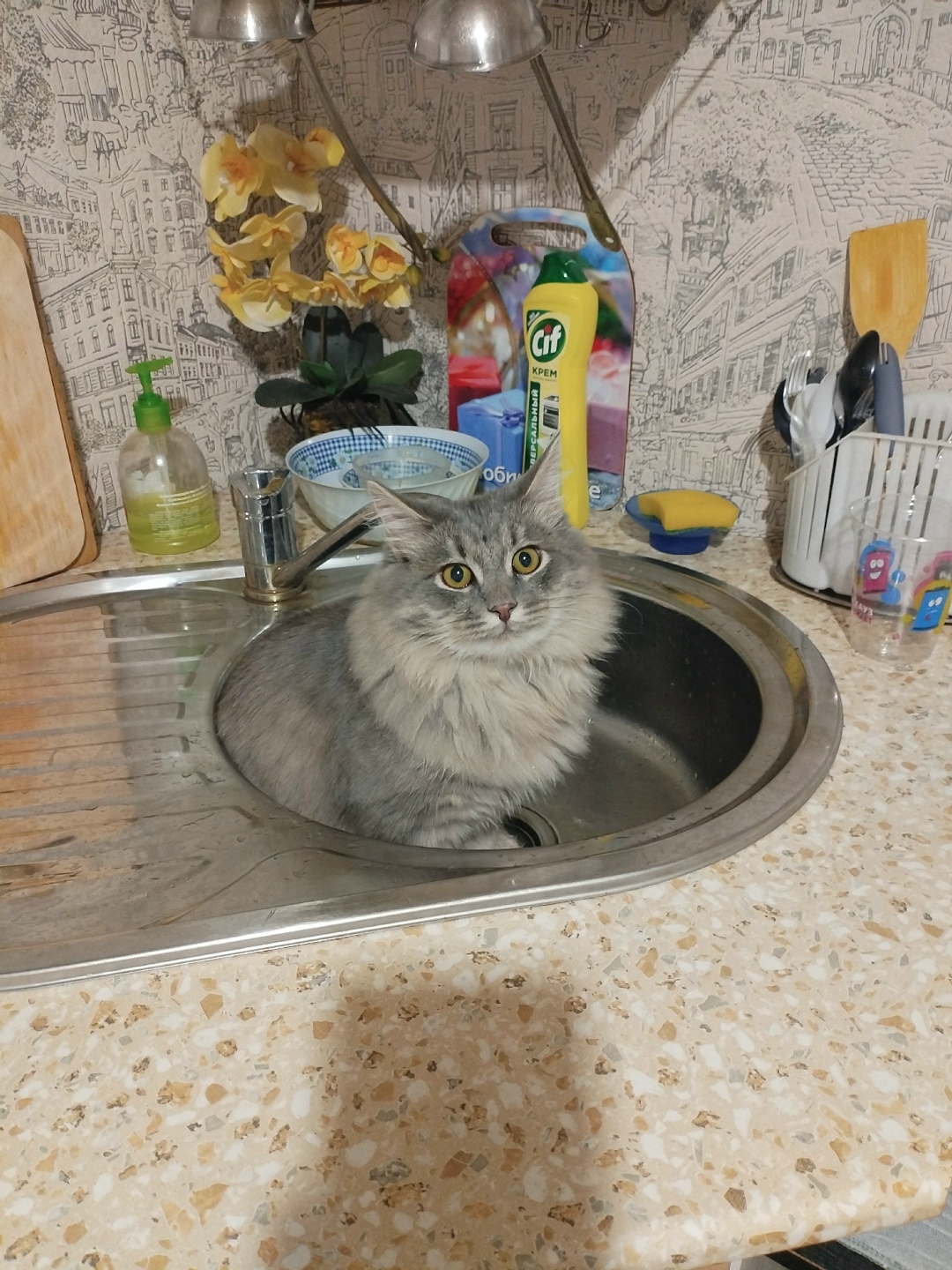 Пропала кошка в Нижнем Тагиле — фото объявления