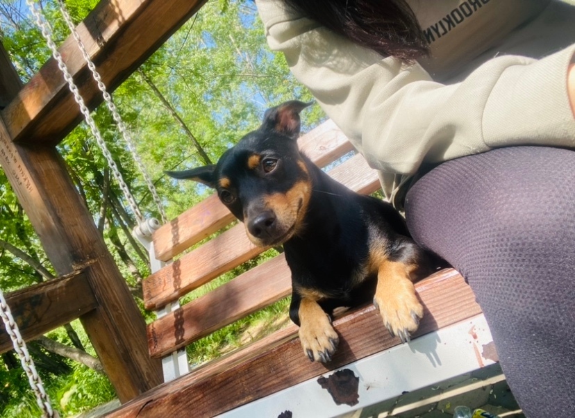 Пропала собака в Нижнем Тагиле — фото объявления