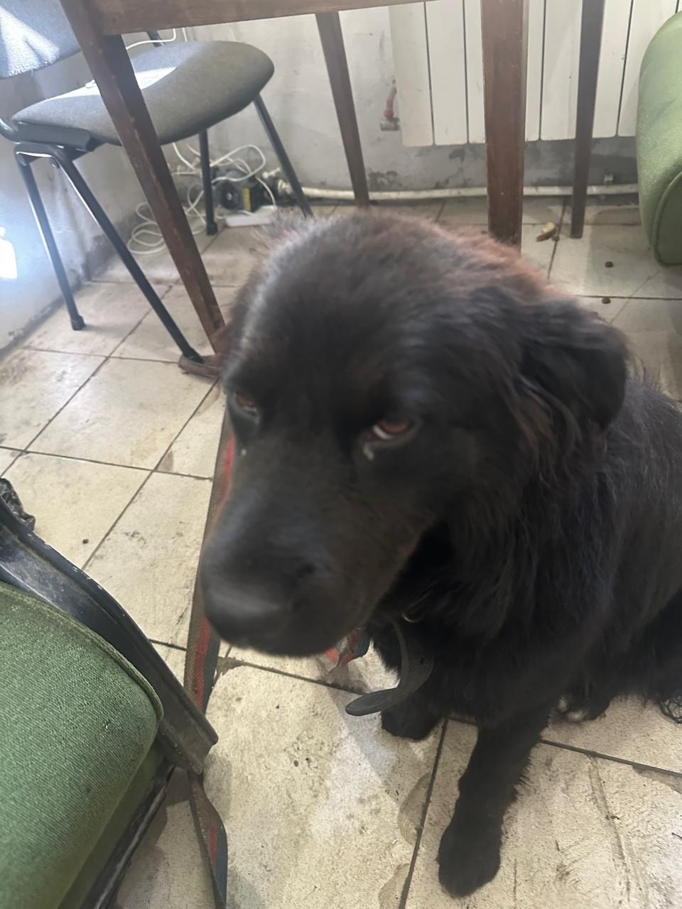 Найдена собака в Нижнем Тагиле — фото объявления