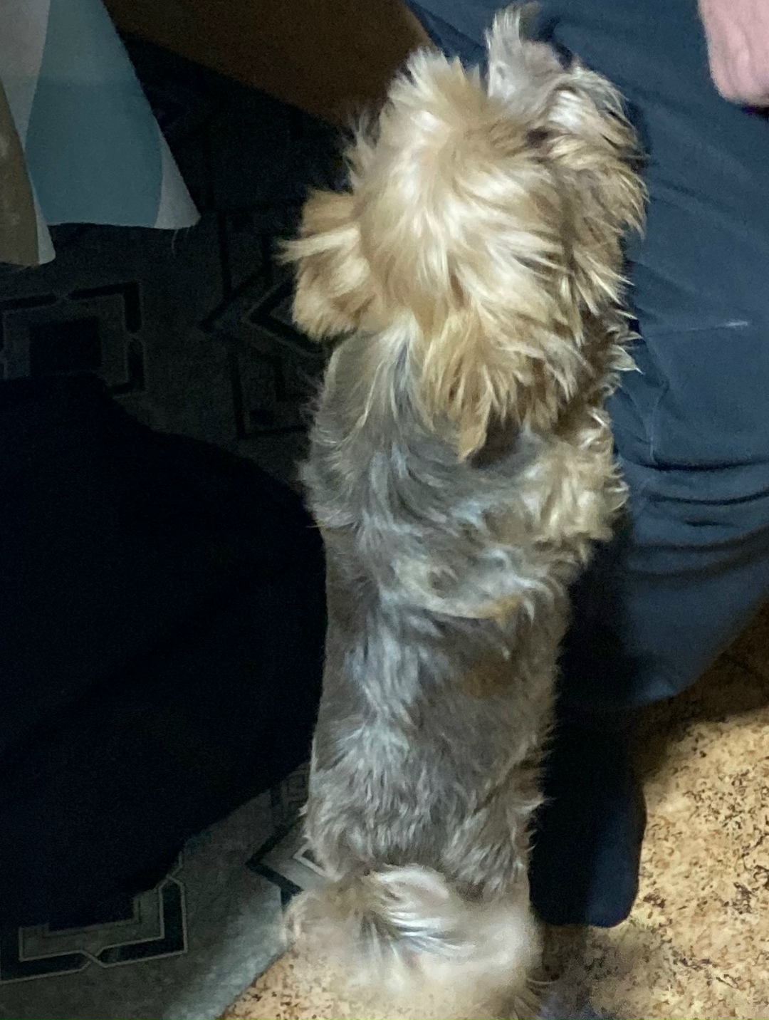 Пропала собака в Нижнем Тагиле — фото объявления