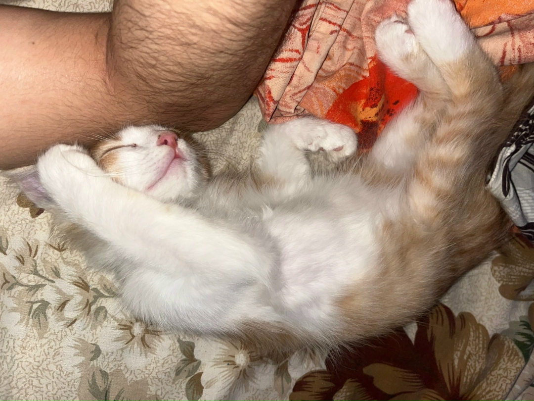 Найдена кошка в Нижнем Тагиле — фото объявления