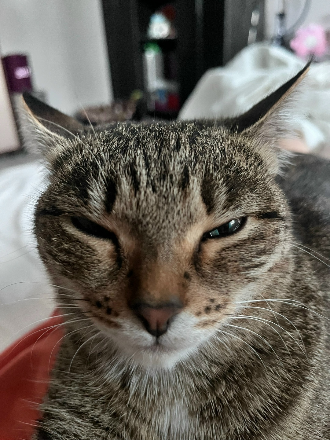 Найдена кошка в Нижнем Тагиле — фото объявления