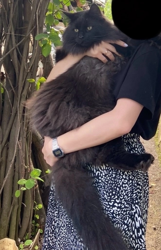 Найдена кошка в Нижнем Тагиле — фото объявления