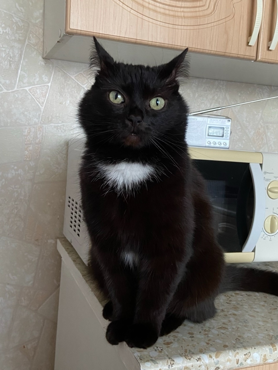 Пропала кошка в Нижнем Тагиле — фото объявления