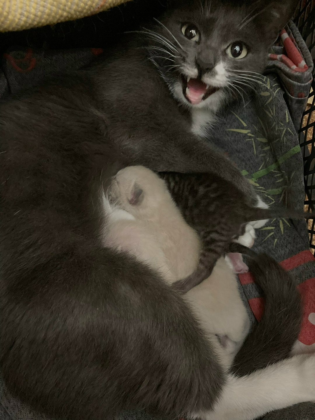 Найдена кошка в Нижнем Тагиле — фото объявления