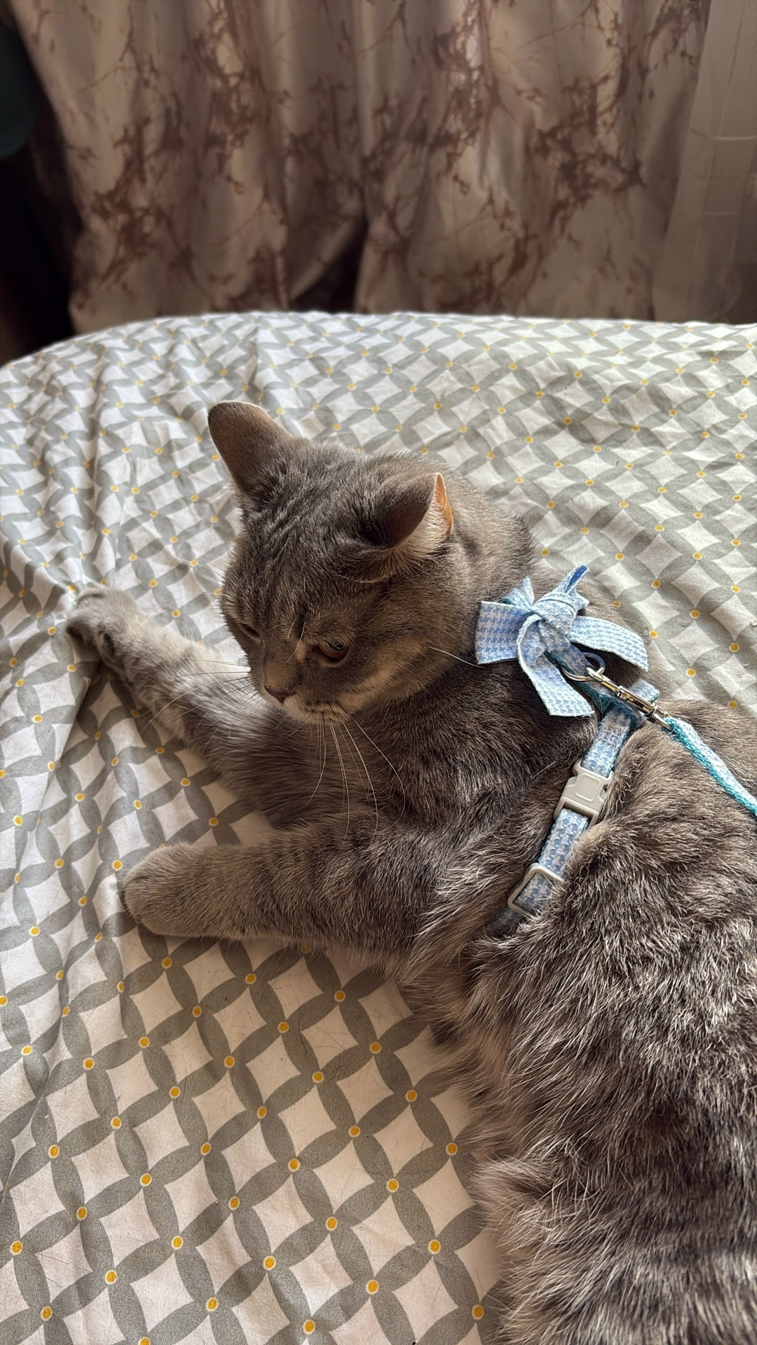 Пропала кошка в Нижнем Тагиле — фото объявления