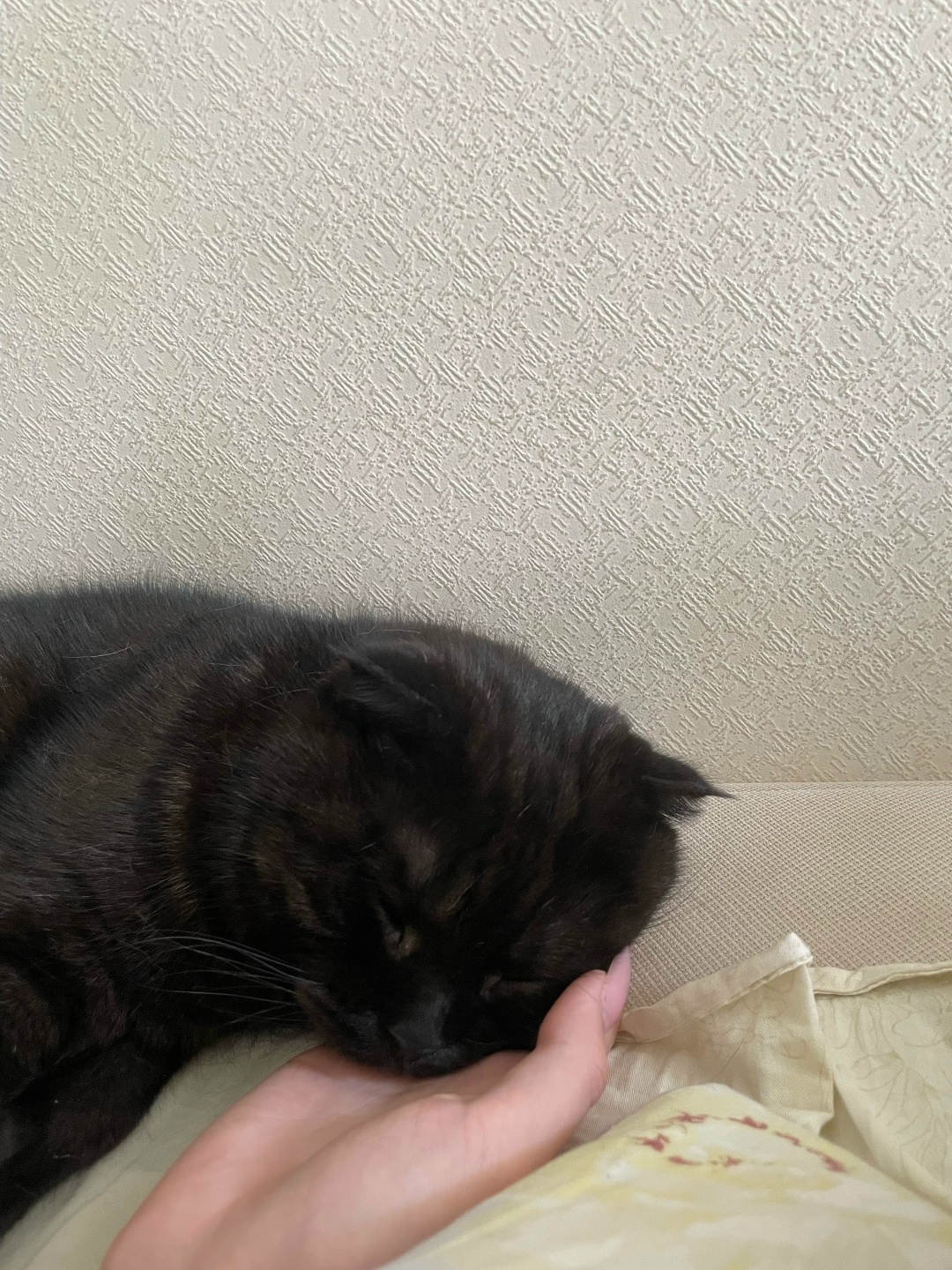 Пропала кошка в Нижнем Тагиле — фото объявления