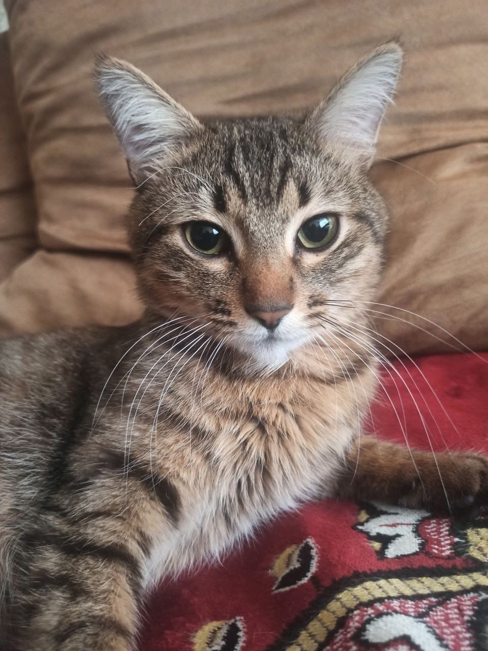 Найдена кошка в Нижнем Тагиле — фото объявления