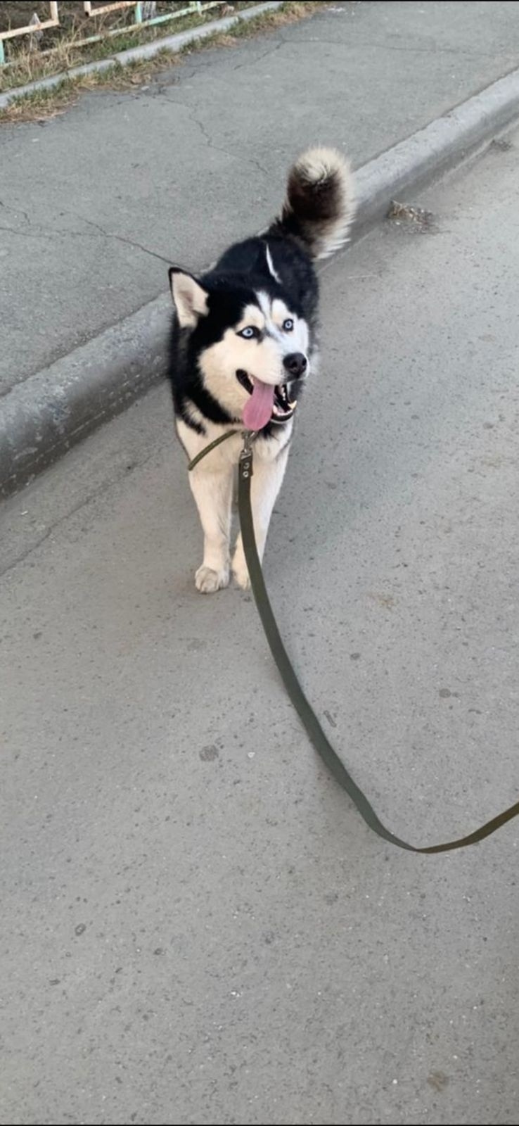 Пропала собака в Нижнем Тагиле — фото объявления