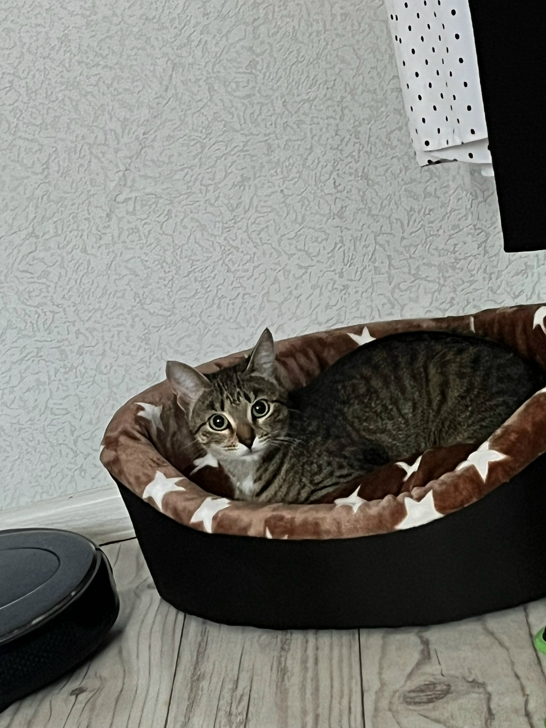 Найдена кошка в Нижнем Тагиле — фото объявления