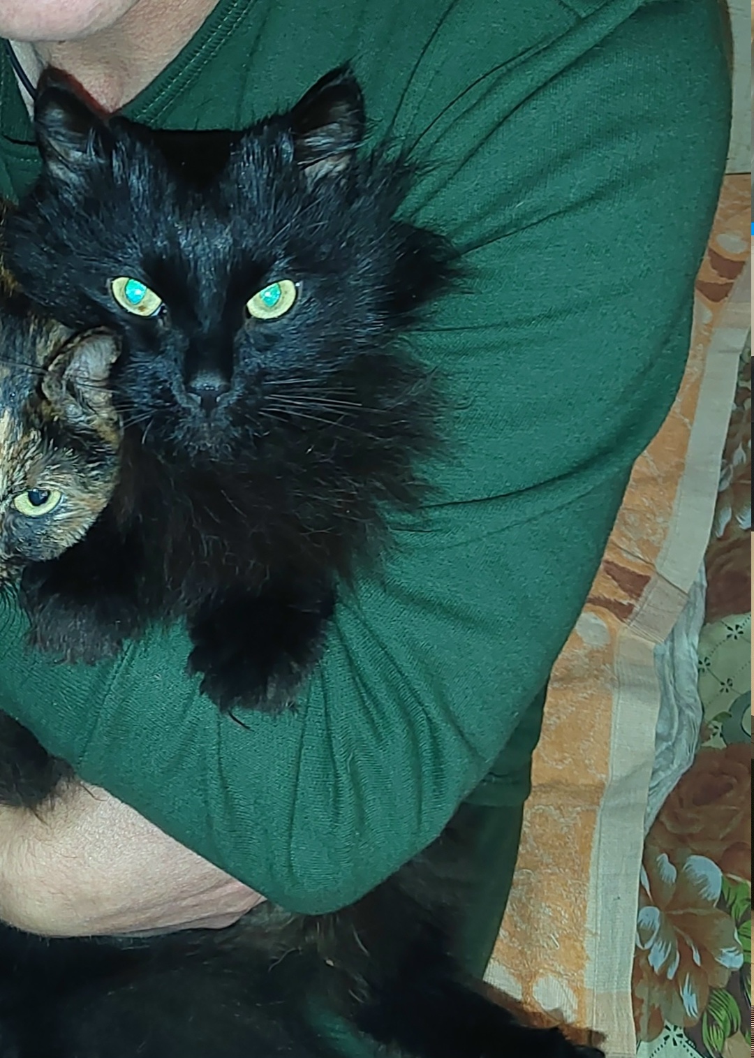 Пропала кошка в Нижнем Тагиле — фото объявления