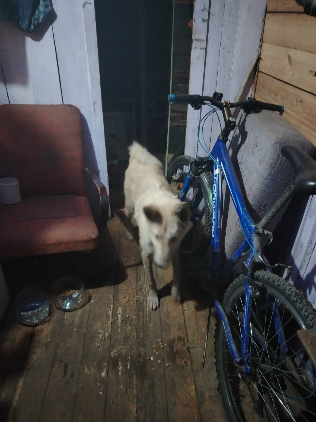 Найдена собака в Нижнем Тагиле — фото объявления