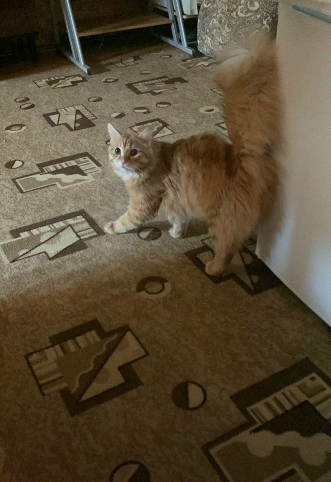 Найдена кошка в Нижнем Тагиле — фото объявления