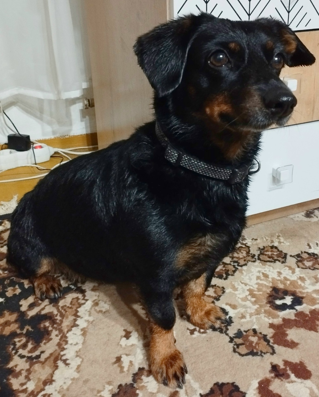 Найдена собака в Нижнем Тагиле — фото объявления