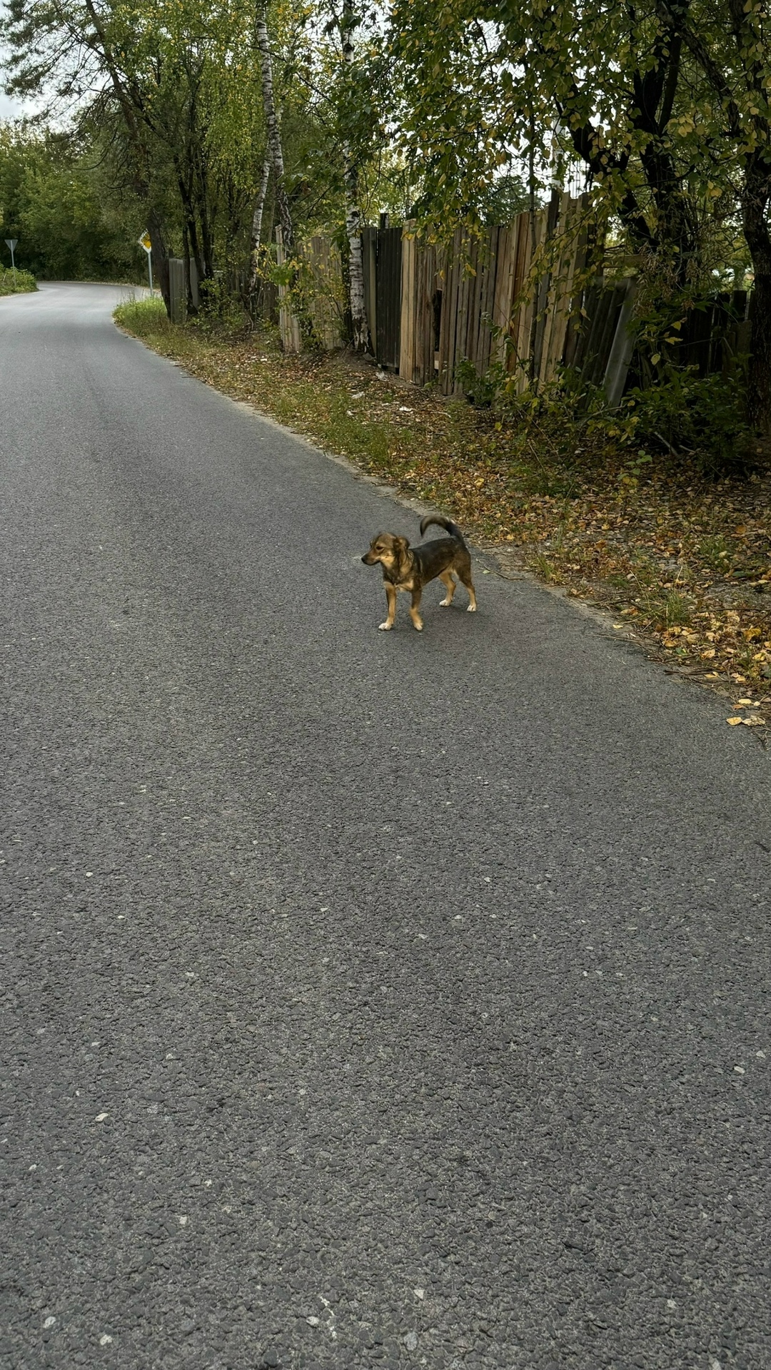 Найдена собака в Калуге — фото объявления