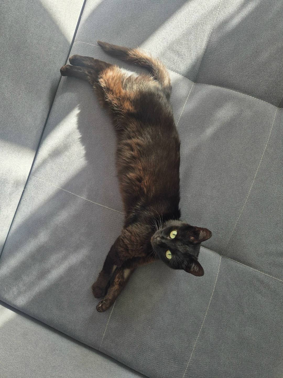 Найдена собака в Калуге — фото объявления