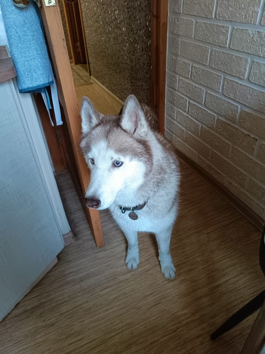 Найдена собака в Калуге — фото объявления