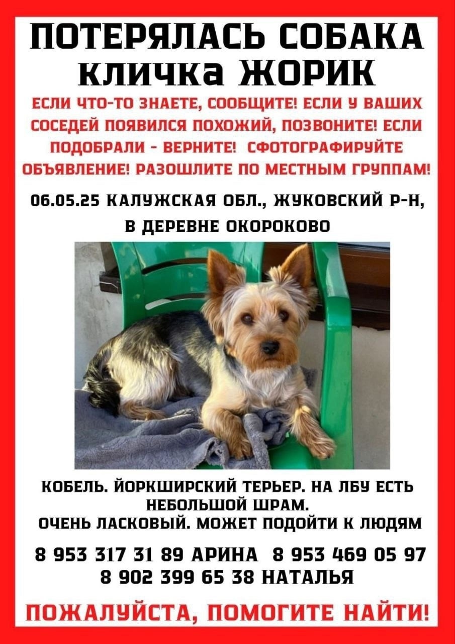 Найдена собака в Калуге — фото объявления