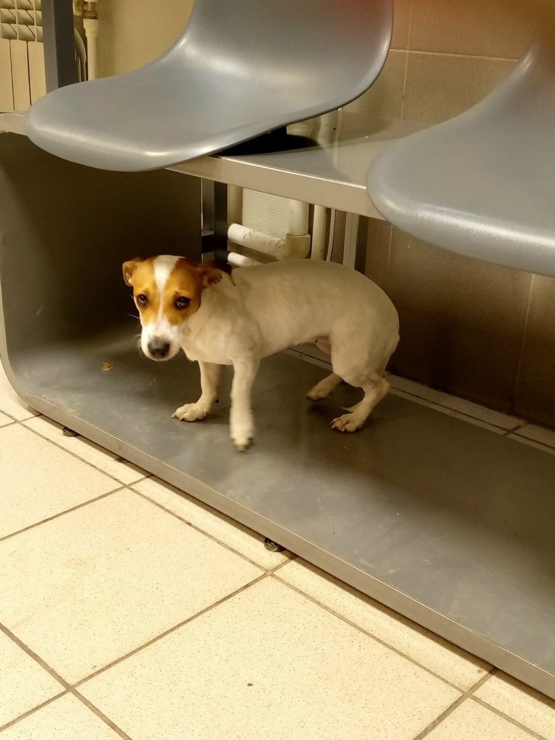 Найдена собака в Калуге — фото объявления